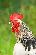 Brahma Cockerel crowing, Sussex, UK  Not available for ringtone/wallpaper use.