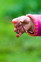 Child holding Earthworm {Lumbricus terrestris} in garden, Norfolk, UK, model released