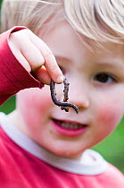 Child holding Earthworm {Lumbricus terrestris} in garden, Norfolk, UK, model released