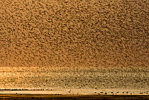 Large flock of Knot {Calidris canutus} swirling in flight over exposed mudflats of the Wash off Snettisham RSPB Reserve, Norfolk, UK, August