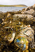 Bladder wrack seaweed {Fucus vesiculosus} and remains of crab exposed on rocks at low tide, Scotland, UK