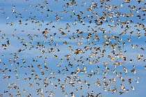 Large flock of Knot {Calidris canutus} swirling in flight over exposed mudflats of the Wash off Snettisham RSPB Reserve, Norfolk, UK, August