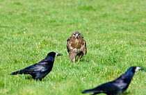Common Buzzard {Buteo buteo} about to steal carrion from Rooks {Corvus frugilegus} Wales, UK