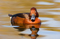 Ferruginous Duck {Aytha nyroca} male on water, UK, captive