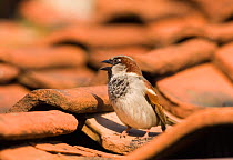 House Sparrow {Passer domesticus} male chirping on roof tiles, Norfolk, UK