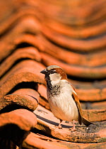 House Sparrow {Passer domesticus} male on roof tiles, Norfolk, UK