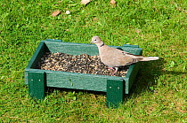 Collared dove  {Streptopelia decaocto} feeding on seeds from ground bird feeder, Norfolk, UK