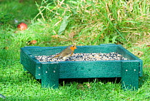 Robin {Erithacus rubecula} feeding on seeds from ground bird feeder, Norfolk, UK