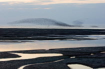 Snettisham RSPB Reserve with large flock of Knot {Calidris canutus} swirling in flight at sunset over the Wash, Norfolk, UK, August 2006