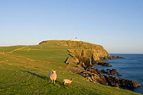 Sumburgh Head RSPB Reserve with sheep and lighthouse, Shetland Islands, Scotland, UK, June