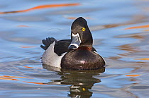Ring-necked duck {Aythya collaris} male on water,  New Mexico, USA