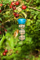 Robin {Erithacus rubecula} feeding from garden bird fat-ball feeder in apple tree, Norfolk, UK