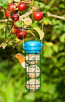 Robin {Erithacus rubecula} feeding from garden bird fat-ball feeder in apple tree, Norfolk, UK