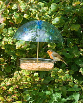 Robin {Erithacus rubecula} on garden bird feeder, Norfolk, UK