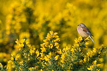 Linnet {Carduelis cannabina} male perched on gorse, Norfolk, UK, April