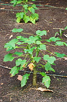 A crop of {Jatropha curcas} plants, the nuts are used for high quality Biofuel
