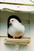 Fantail Dove {Columba livia} in Dovecote, Cornwall, UK