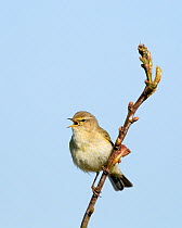 Chiffchaff {Phylloscopus collybita} perched singing, Cley, Norfolk, UK, April