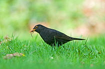 Blackbird {Turdus merula} male with beak full of earthworms, on garden lawn, Norfolk, UK, April