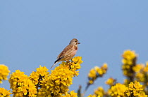 Linnet {Acanthis cannabina} female perched on gorse, UK