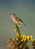 Whitethroat {Sylvia communis} perched, singing, Minsmere RSPB Reserve, Suffolk, UK, May