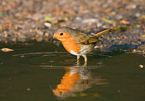 Robin {Erithacus rubecula} at puddle to drink,  Norfolk, UK