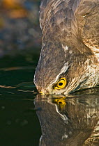 Sparrowhawk {Accipiter nisus} drinking at pool, Norfolk, UK