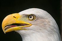 Bald Eagle {Halaeetus eucocephalus} head portrait, Alaska, USA
