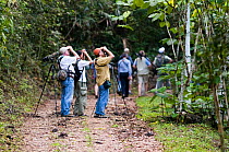 Birdwatching group on trail in lowland tropical rainforest, Peten, Guatemala
