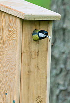 Great Tit {Parus major} removing a faecal sac from nest box, Norfolk, UK