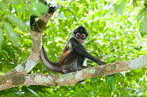Central American / Black handed spider monkey {Ateles geoffroyi} in forest, Tikal, Guatemala