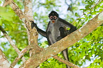 Central American / Black handed spider monkey {Ateles geoffroyi} in forest, Tikal, Guatemala