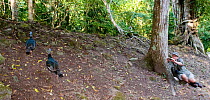Mark Cocker photographing Ocellated Turkeys {Meleagris ocellata} in rainforest at Tikal, Guatemala, March 2008