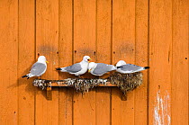Kittiwakes {Risa tidactyla} nesting on nest ledge on side of wooden building in Vado, Varanger, Finland, March