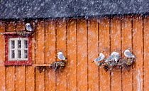 Kittiwakes {Rissa tridactyla} in blizzard, nesting on nest ledge on side of wooden building in Vado, Varanger, Finland, March 2006