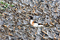Shelduck {Tadorna tadorna} standing in middle of high tide wader roost of Knot {Calidris canutus} and Dunlin {Calidris alpina} Snettisham RSPB reserve, The Wash, Norfolk, UK, August