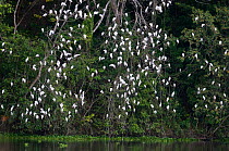 Cattle Egret {Bubulus ibis} flock roosting on branches of tree over water, Peten, Guatemala
