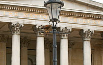 A falconer's Harris Hawk {Parabuteo unicinctus} perched on lamppost outside the National Gallery, being used to clear pigeons from Trafalgar Square, London, UK, May 2008