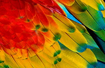 Feather detail of Scarlet Macaw {Ara macao} Guatemala