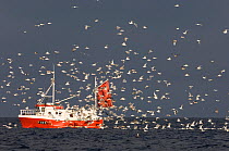 Gulls, mainly Herring Gulls, following fishing trawler at mouth of Varanger Fjord, Arctic, Norway, March 2006.