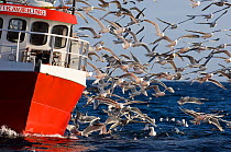 Gulls, mainly Herring Gulls {Larus argentatus}, following fishing trawler at mouth of Varanger Fjord, Arctic, Norway, March 2006.