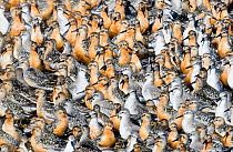 Large flock of Knot {Calidris canutus}, adults and juveniles, at high tide roost on island in gravel pit at Snettisham RSPB Reserve, Norfolk, UK, August
