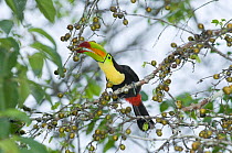 Keel-Billed Toucan {Ramphastos sulfuratus brevicarinatus} feeding on rainforest fruit, Tikal, Guatemala