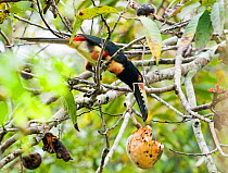 Collared Aracari {Pteroglossus t. torquatus} feeding in fruiting tree in rainforest, Tikal, Guatemala