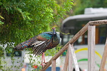 Ocellated Turkey {Meleagris ocellata} in car park, Tikal, Guatemala