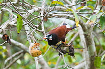 Montezuma Oropendola {Psaracolius / Gymnostinops montezuma} feeding in fruiting tree, Tikal, Guatemala