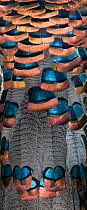 Ocellated Turkey {Meleagris ocellata} detail of tail feathers, Tikal Guatemala