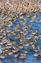Mixed flock of Black-tailed Godwit {Limosa limosa} with Knot {Calidris canutus} and Redshank {Tringa totanus} at high tide roost, Snettisham RSPB Reserve, The Wash, Norfolk, UK, August