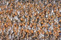 Large flock of Knot {Calidris canutus} at high tide roost, Snettisham RSPB Reserve, The Wash, Norfolk, UK, August