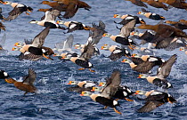 Mixed flock of King Eiders {Somateria spectabilis} and Common Eiders {Somateria mollissima} taking off from water, Varanger Fjord, Norway, March